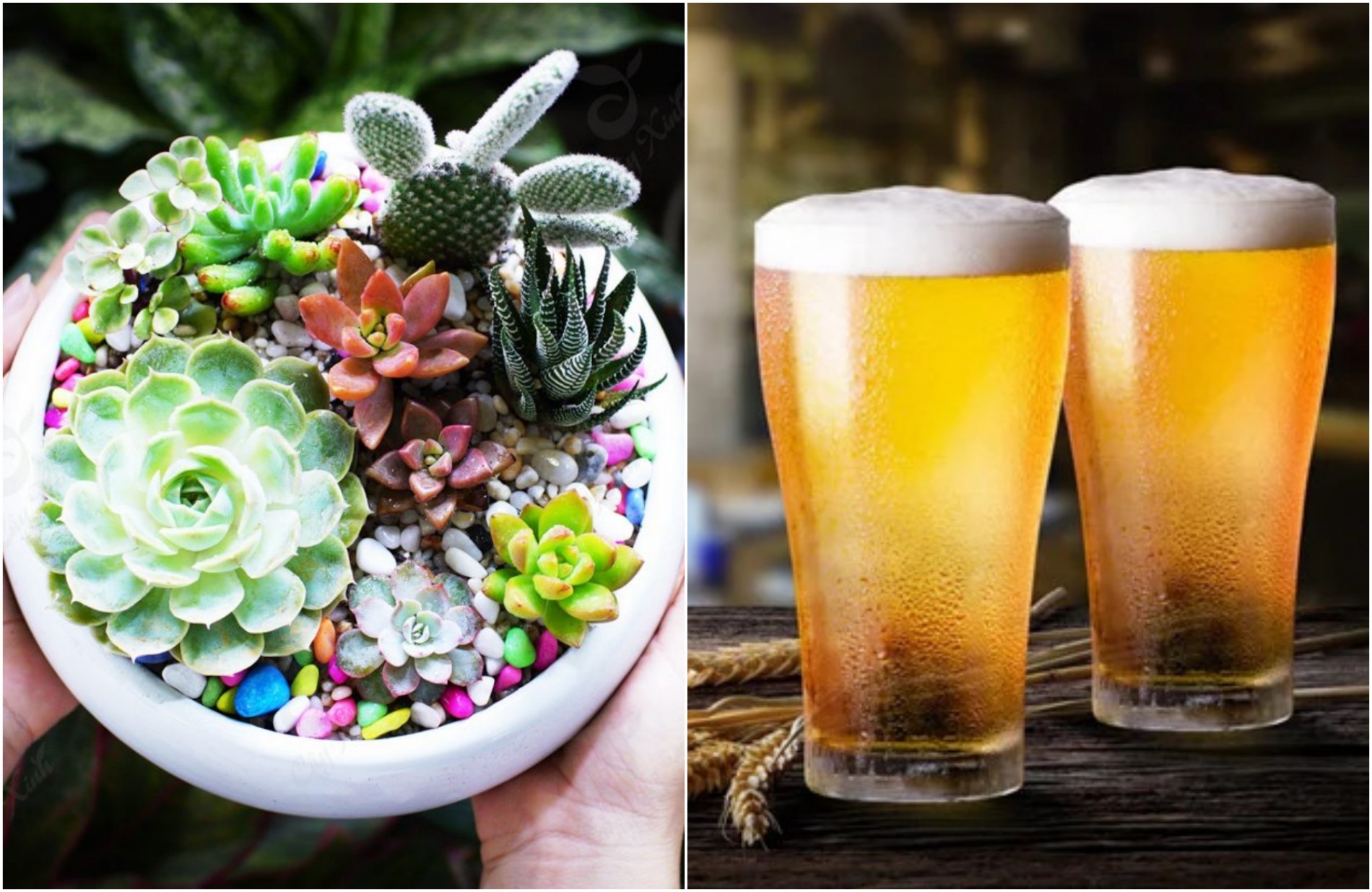 Not water, but understanding makes ornamental plants flourish