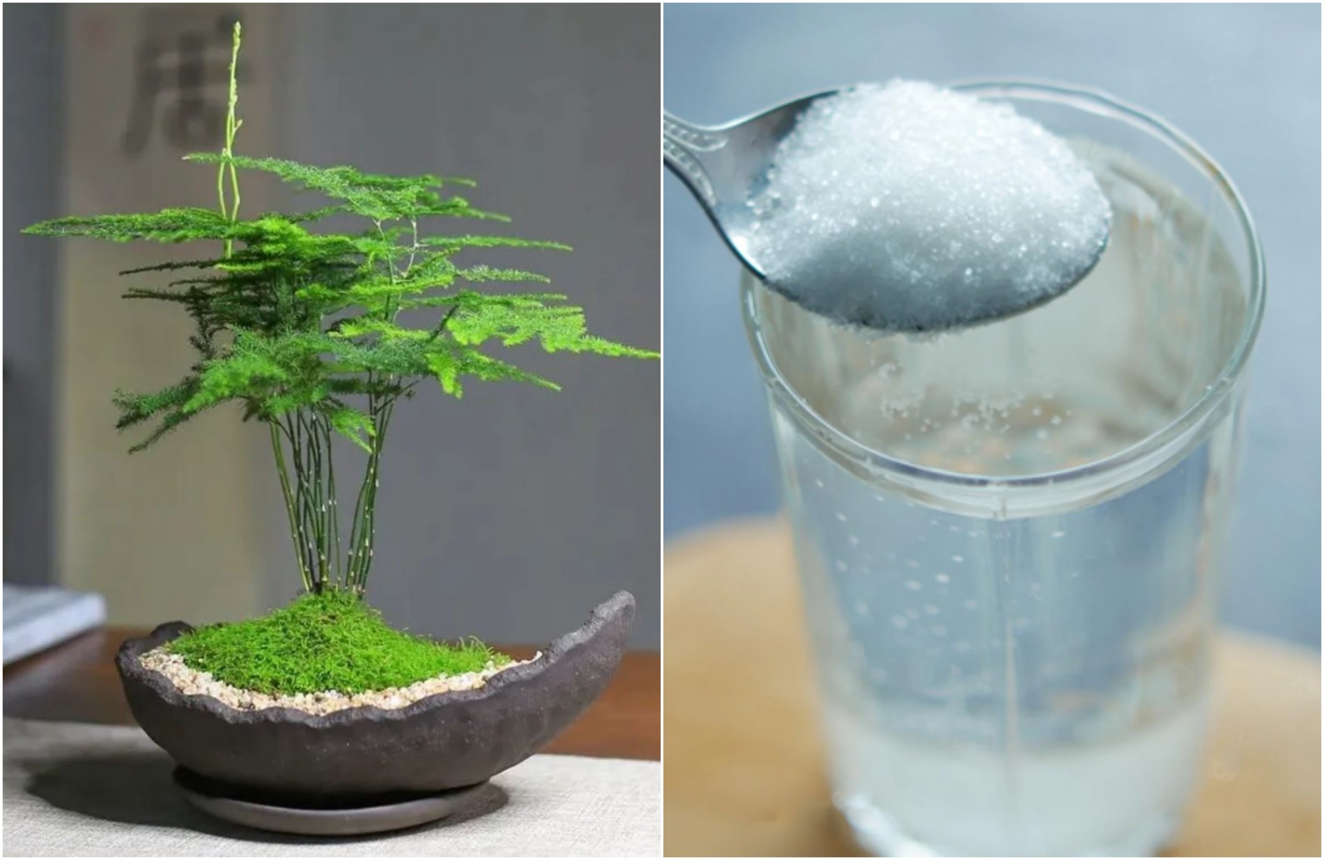 Not water, but understanding makes ornamental plants flourish