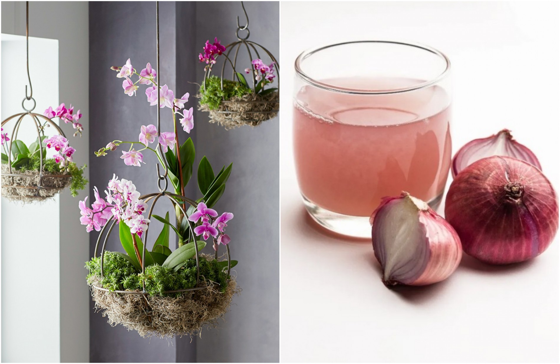 Not water, but understanding makes ornamental plants flourish