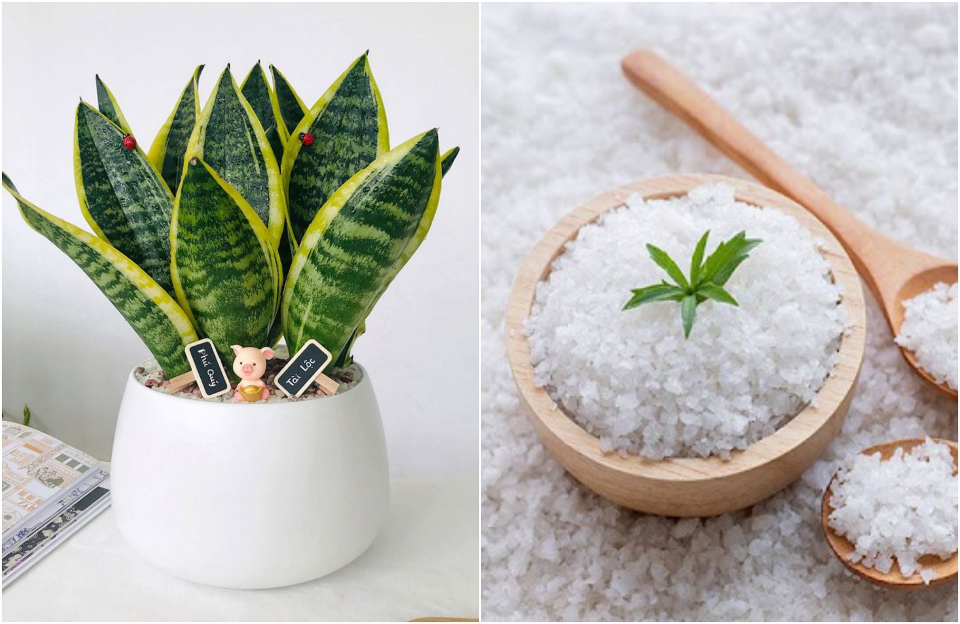 Not water, but understanding makes ornamental plants flourish