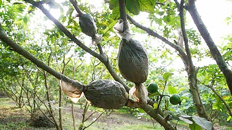 Air layering plants: An effective propagation method with great economic potential