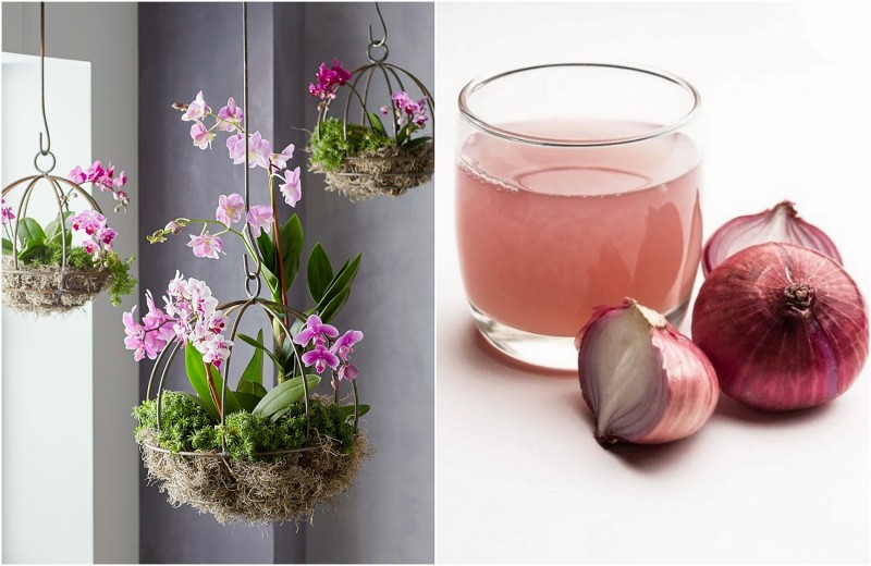 Not water, but understanding makes ornamental plants flourish
