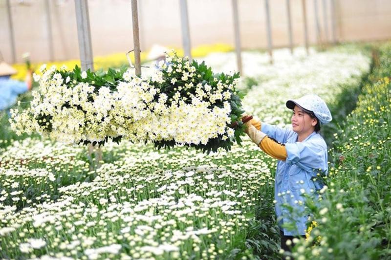 Ornamental plant market: Million dollar economic potential