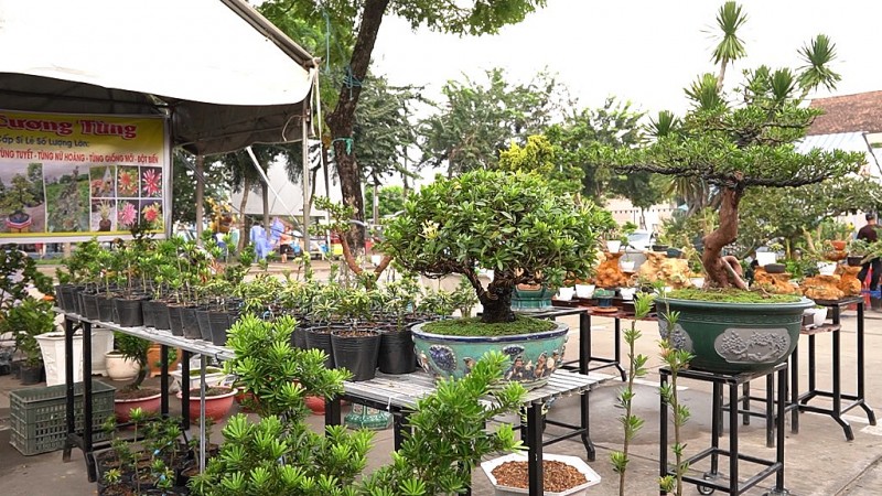 Ornamental plant market: Million dollar economic potential