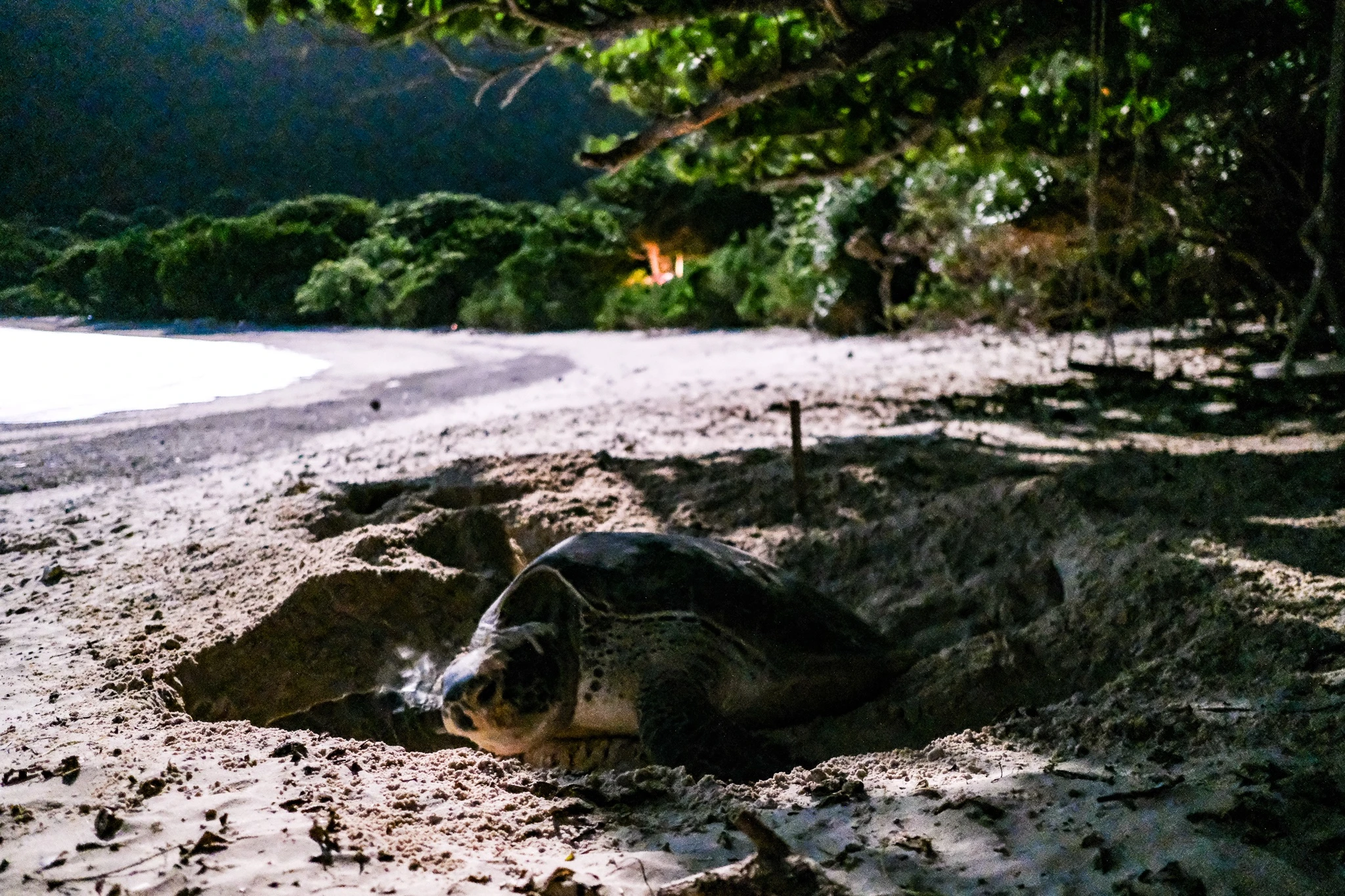Vietnam named one of Asia’s top wildlife watching destinations