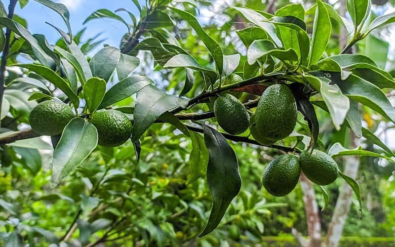 A superfruit widely grown in Vietnam, securing farmers stable income
