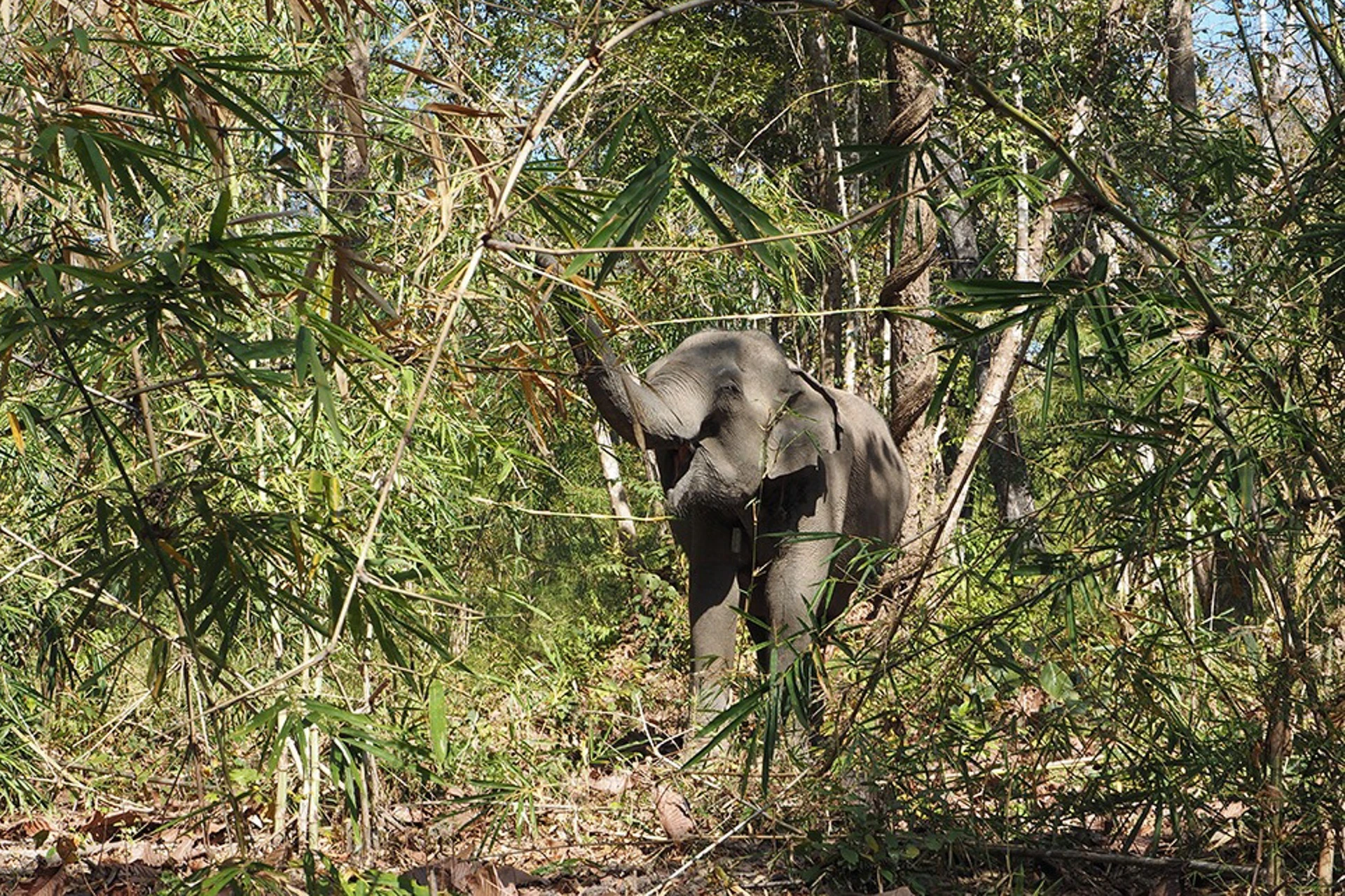 Vietnam named one of Asia’s top wildlife watching destinations