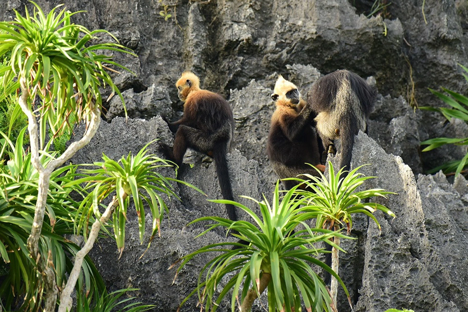 Vietnam named one of Asia’s top wildlife watching destinations