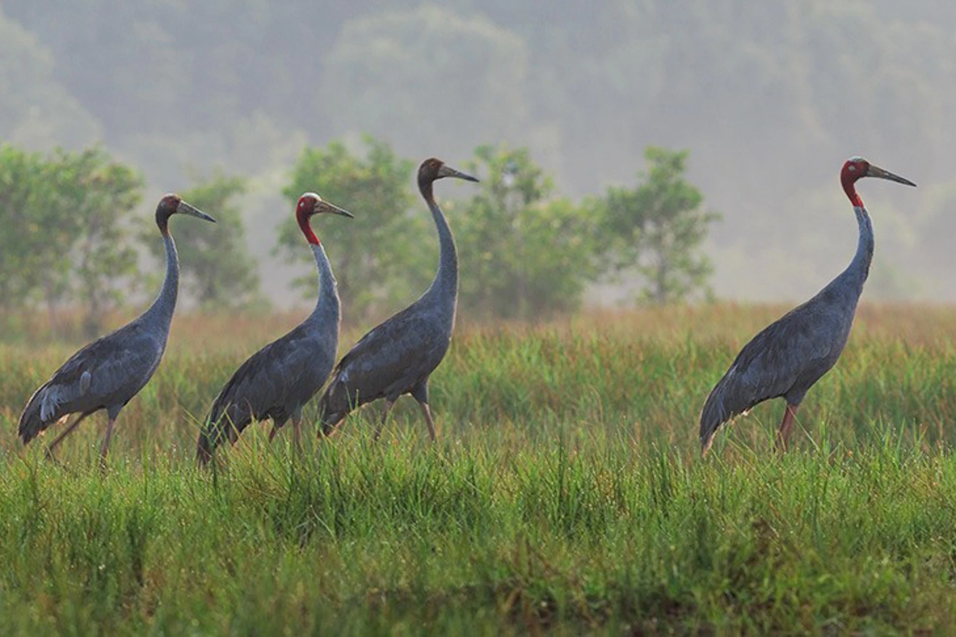 Vietnam named one of Asia’s top wildlife watching destinations