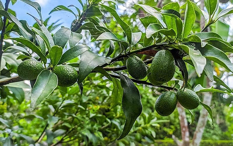 A superfruit widely grown in Vietnam, securing farmers stable income