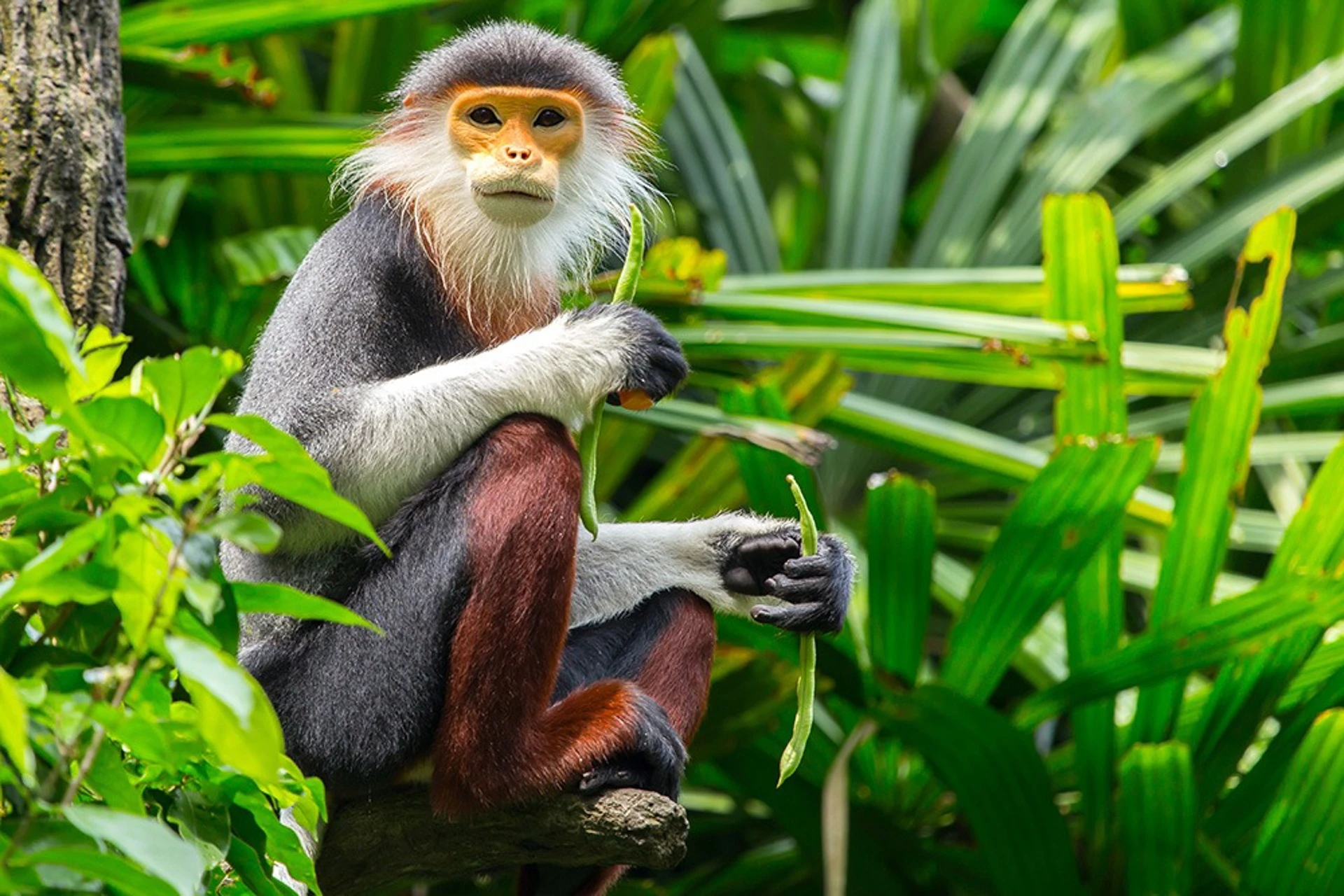Vietnam named one of Asia’s top wildlife watching destinations