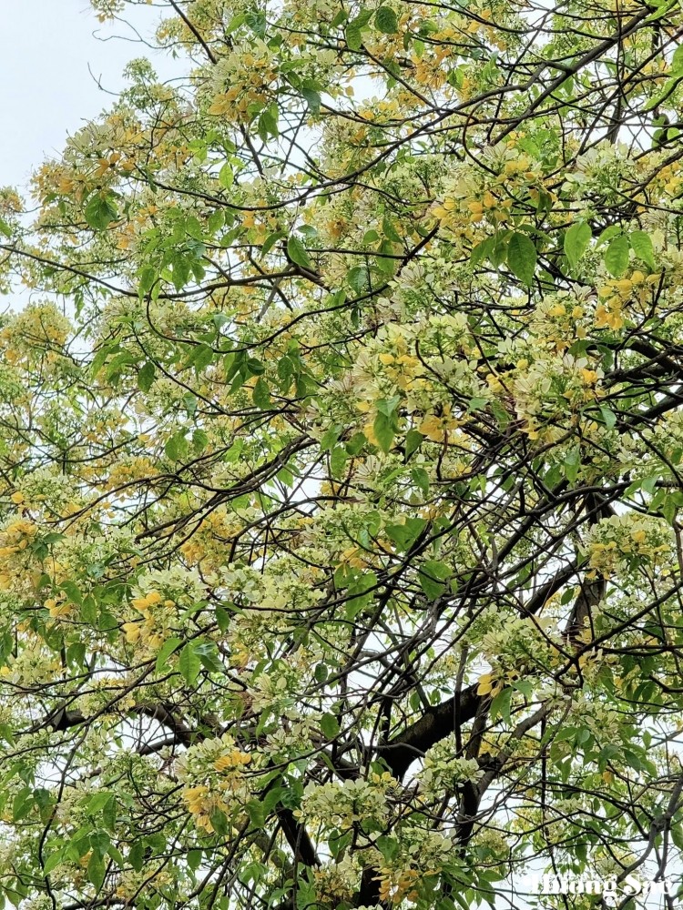 Bún Flowers: Hanoi’s hidden floral delight
