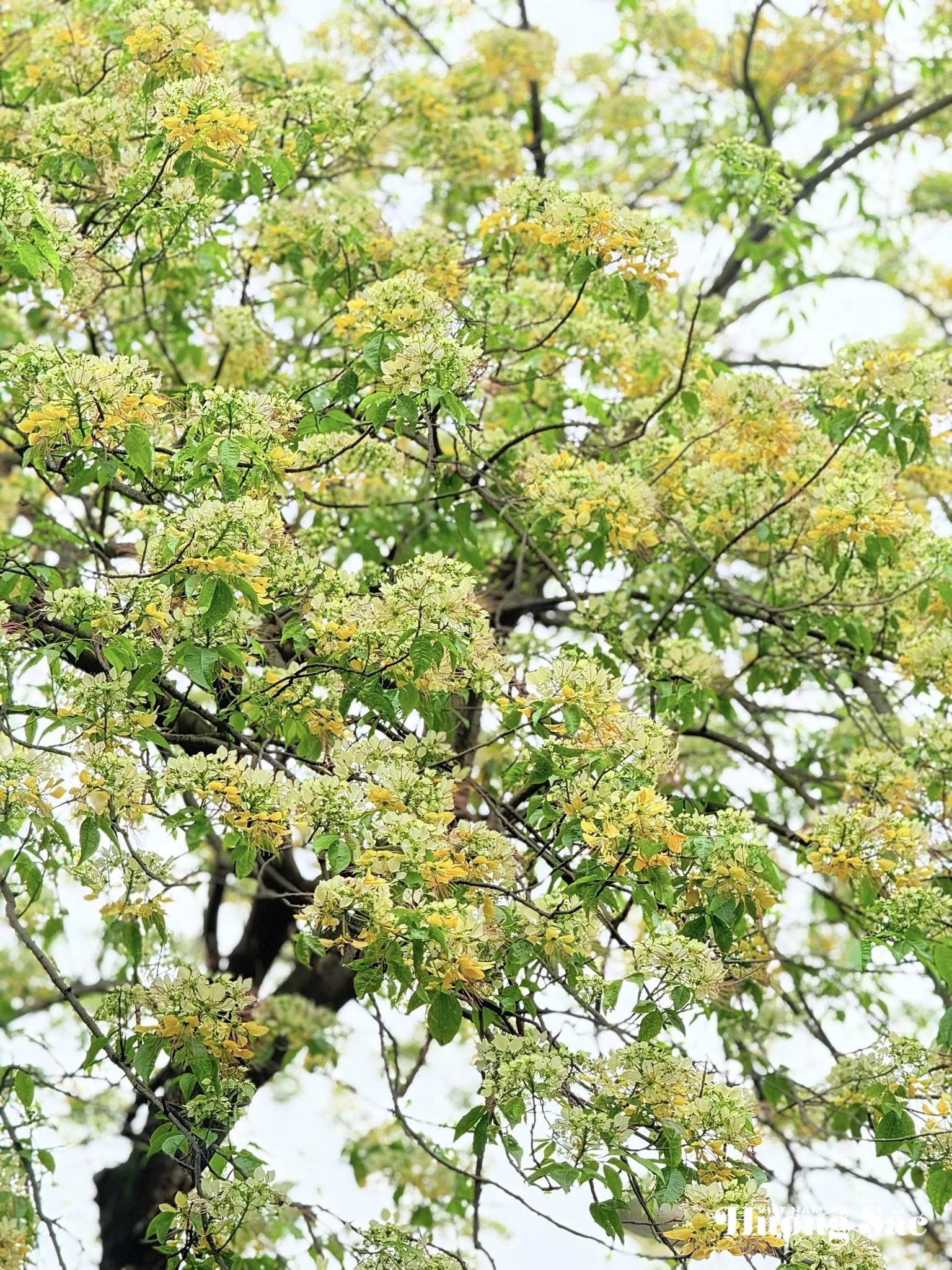 Bún Flowers: Hanoi’s hidden floral delight