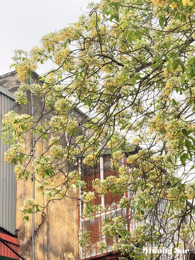 Bún Flowers: Hanoi’s hidden floral delight