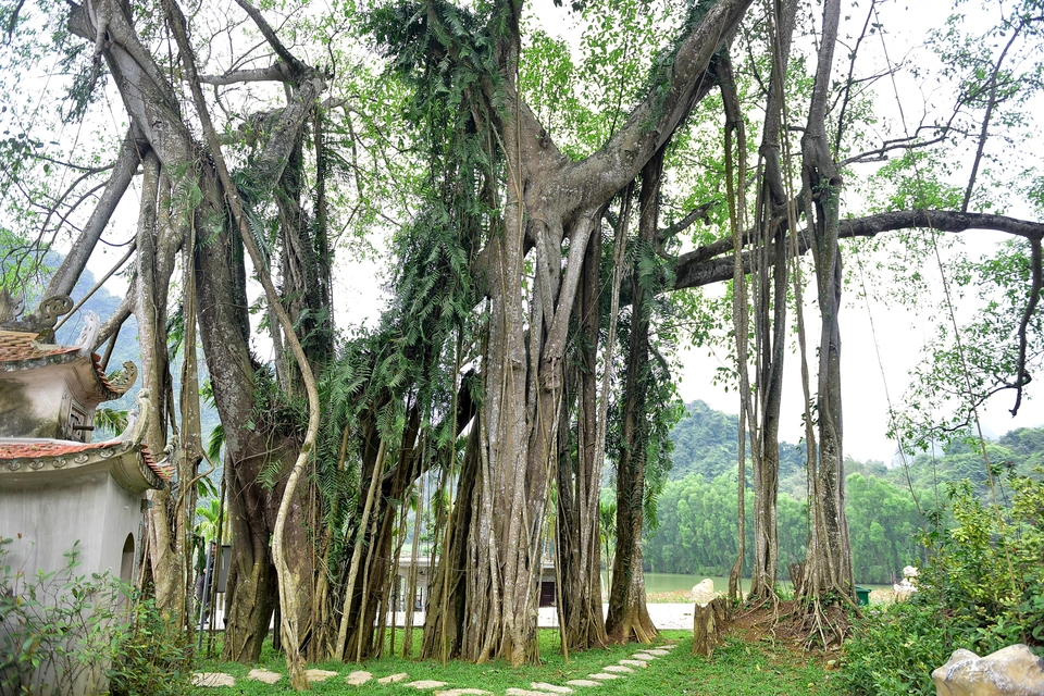 The thousand-year-old 