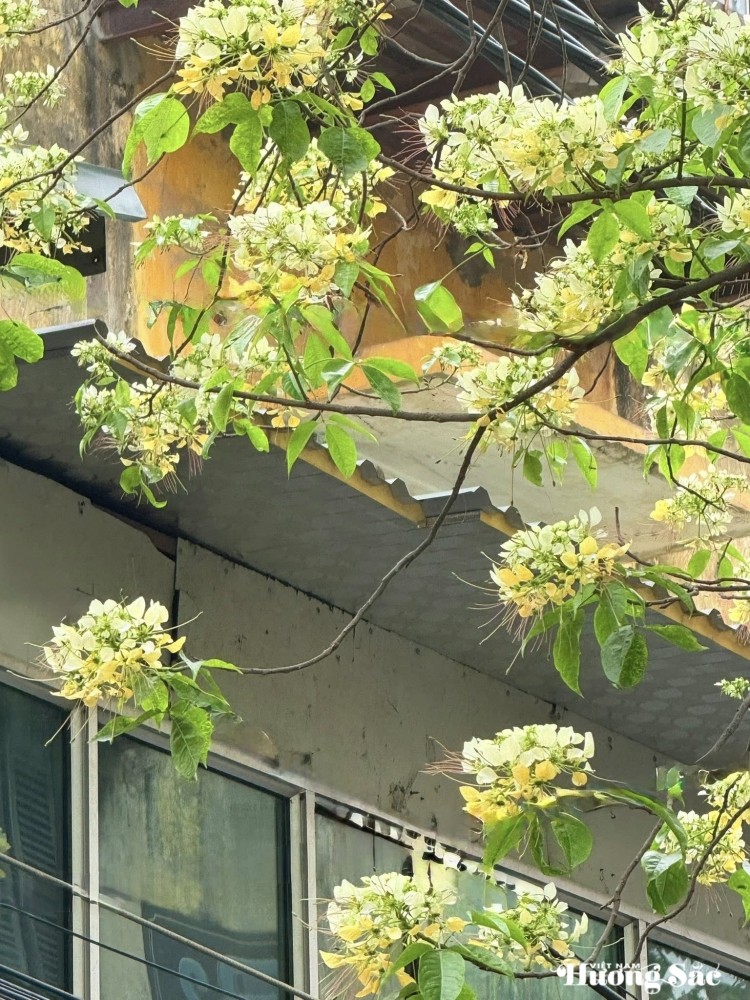Bún Flowers: Hanoi’s hidden floral delight
