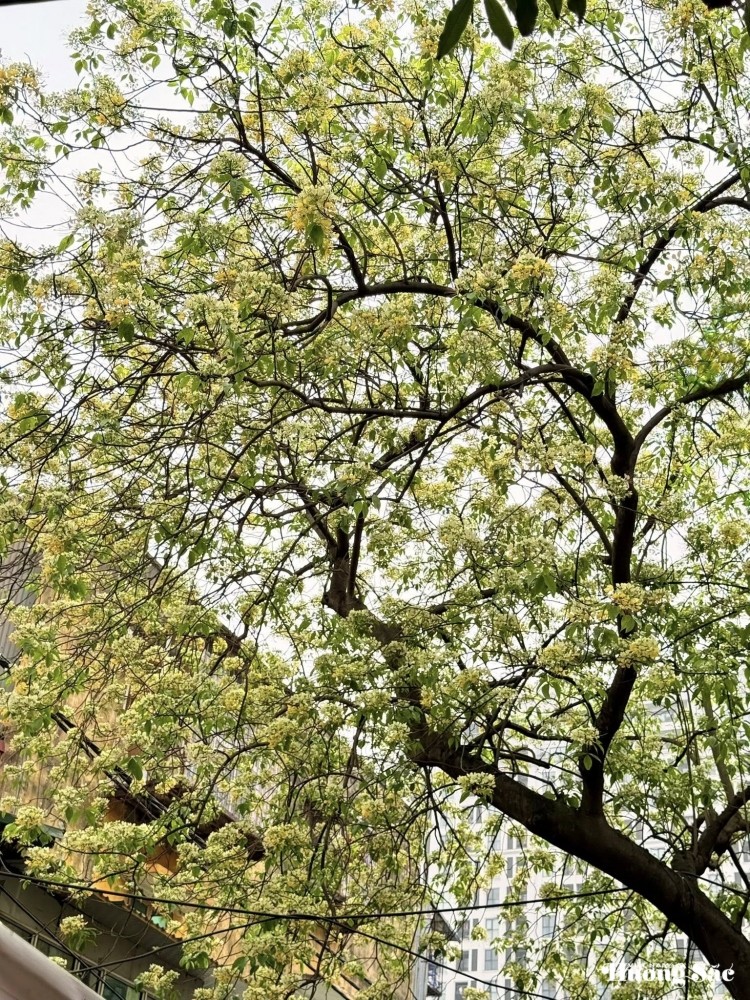 Bún Flowers: Hanoi’s hidden floral delight