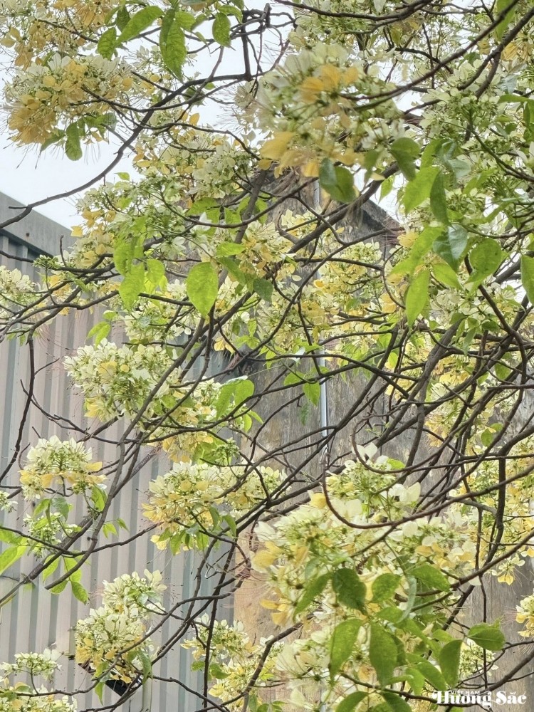 Bún Flowers: Hanoi’s hidden floral delight