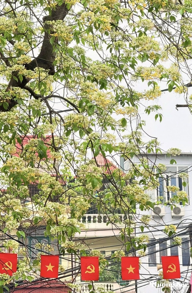 Bún Flowers: Hanoi’s hidden floral delight
