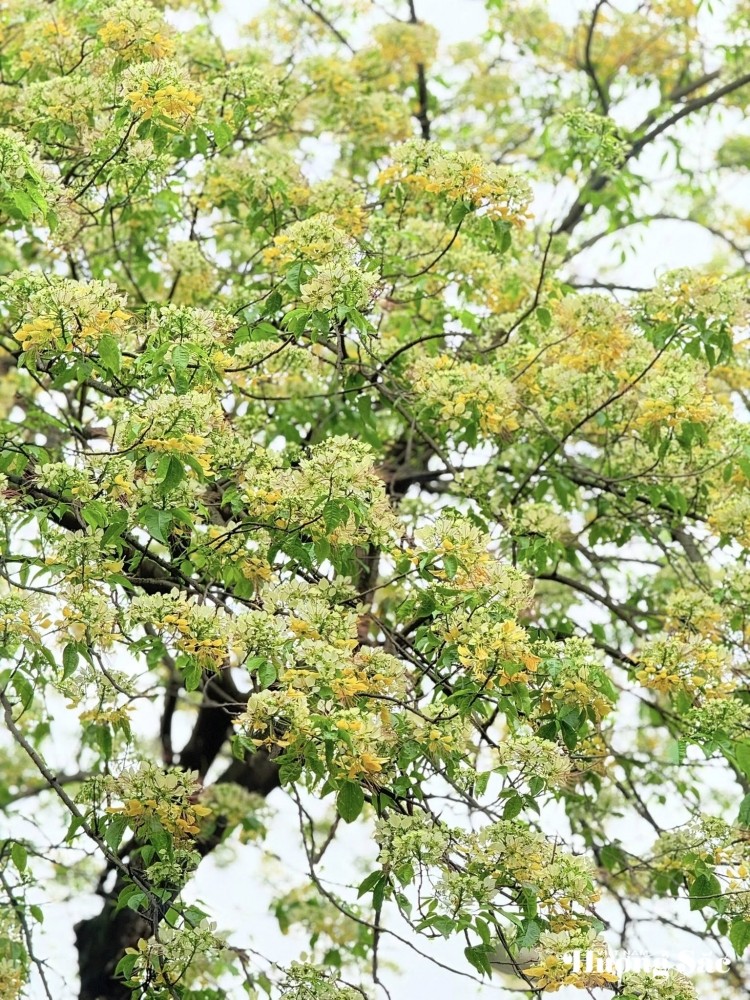 Bún Flowers: Hanoi’s hidden floral delight