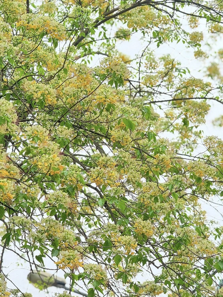 Bún Flowers: Hanoi’s hidden floral delight