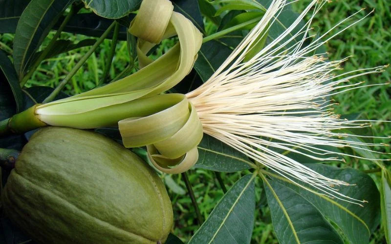Blooming money tree - A rare omen of wealth and prosperity