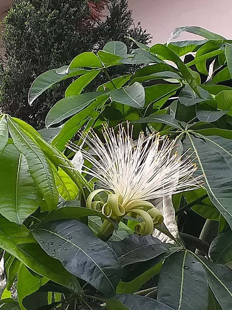 Blooming money tree - A rare omen of wealth and prosperity