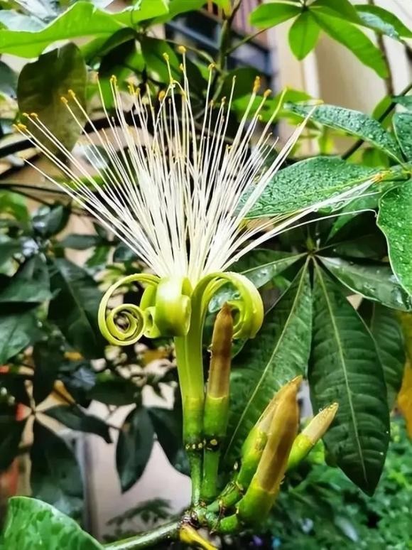 Blooming money tree - A rare omen of wealth and prosperity