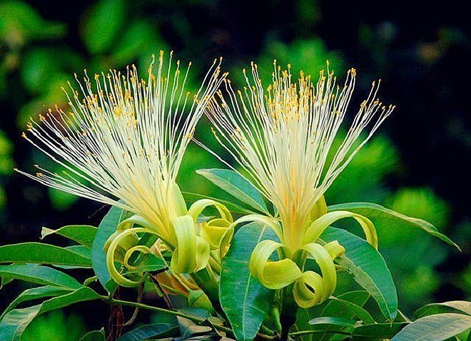 Blooming money tree - A rare omen of wealth and prosperity