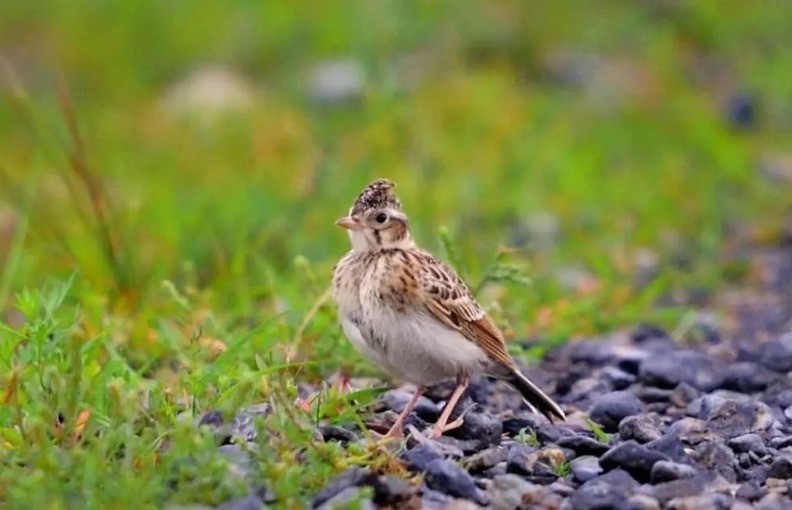 Discovering 4 bird species that have captivated the Chinese for centuries