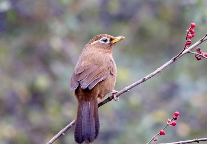 Discovering 4 bird species that have captivated the Chinese for centuries