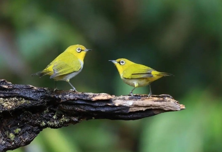 Discovering 4 bird species that have captivated the Chinese for centuries