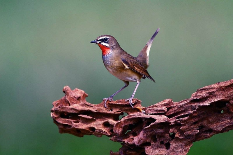 Discovering 4 bird species that have captivated the Chinese for centuries