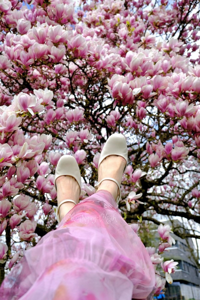 Vietnamese women and magnolia blooming seasons in Europe