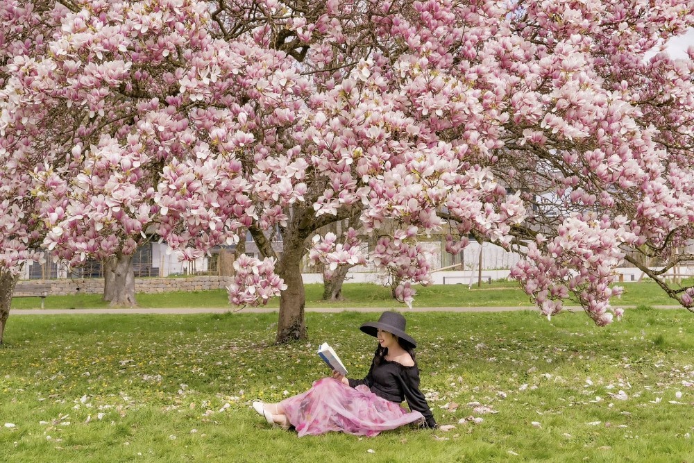 Vietnamese women and magnolia blooming seasons in Europe