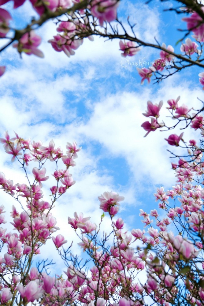 Vietnamese women and magnolia blooming seasons in Europe