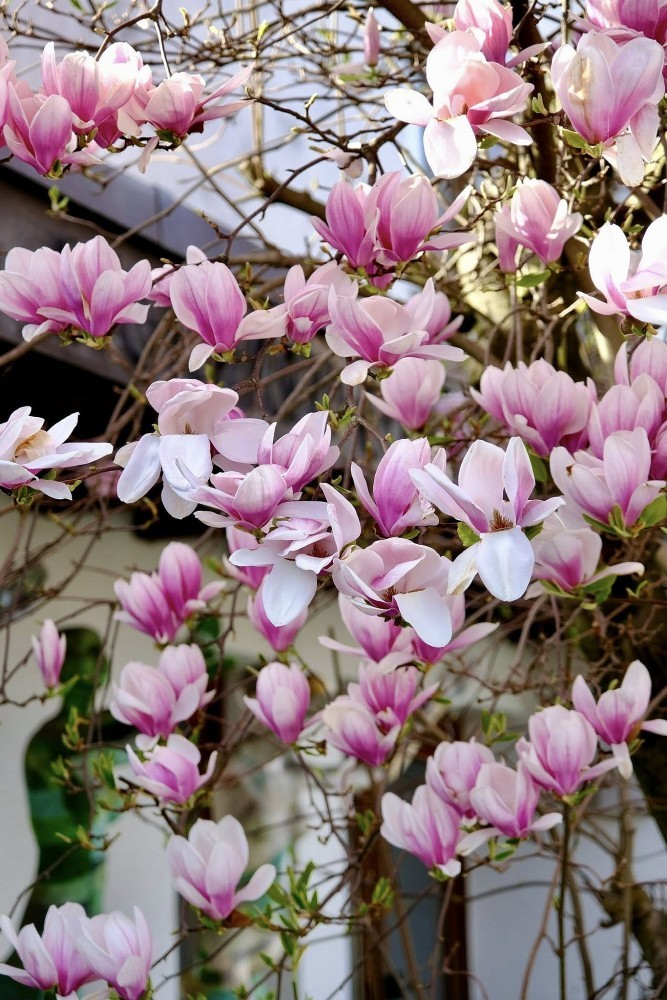 Vietnamese women and magnolia blooming seasons in Europe