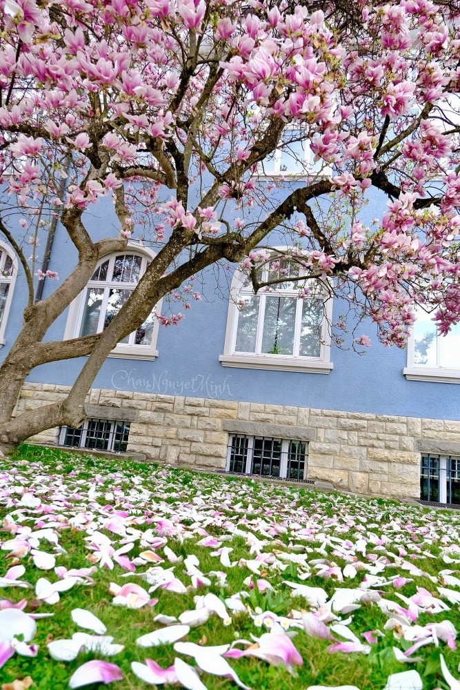 Vietnamese women and magnolia blooming seasons in Europe