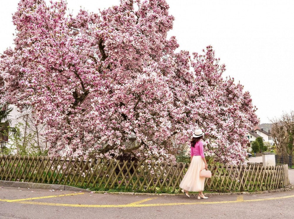 Vietnamese women and magnolia blooming seasons in Europe