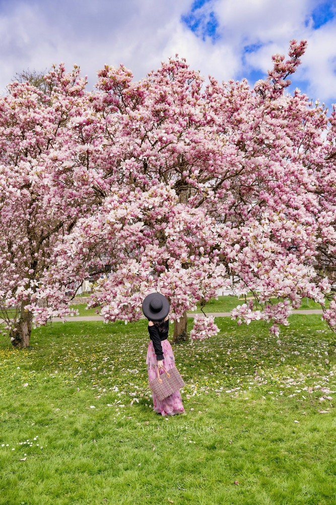 Vietnamese women and magnolia blooming seasons in Europe