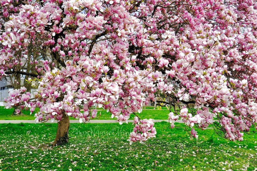 Vietnamese women and magnolia blooming seasons in Europe