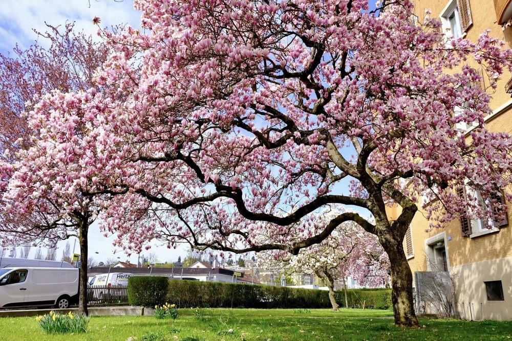Vietnamese women and magnolia blooming seasons in Europe