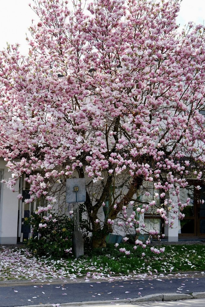 Vietnamese women and magnolia blooming seasons in Europe