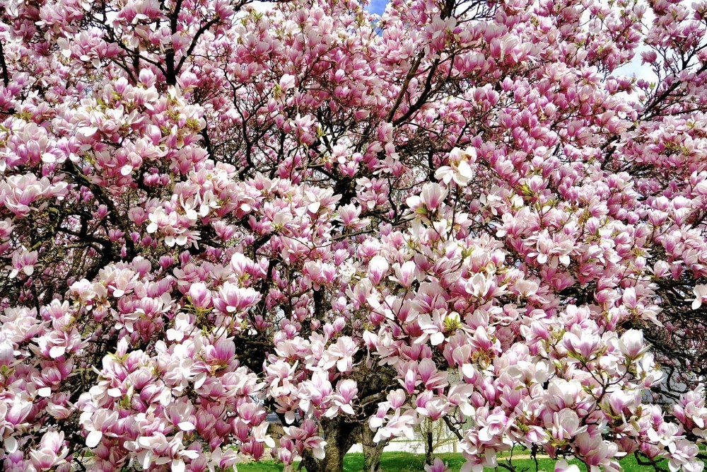 Vietnamese women and magnolia blooming seasons in Europe