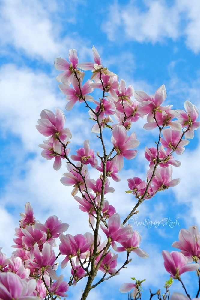 Vietnamese women and magnolia blooming seasons in Europe