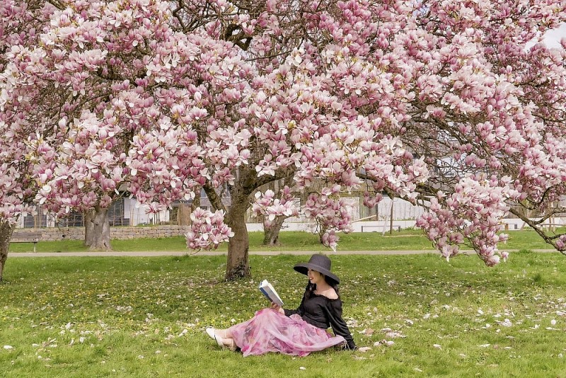 Vietnamese women and magnolia blooming seasons in Europe
