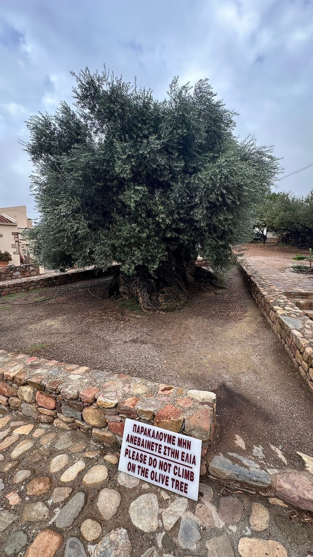 Gazing at a 5,000-year-old olive tree in Greece