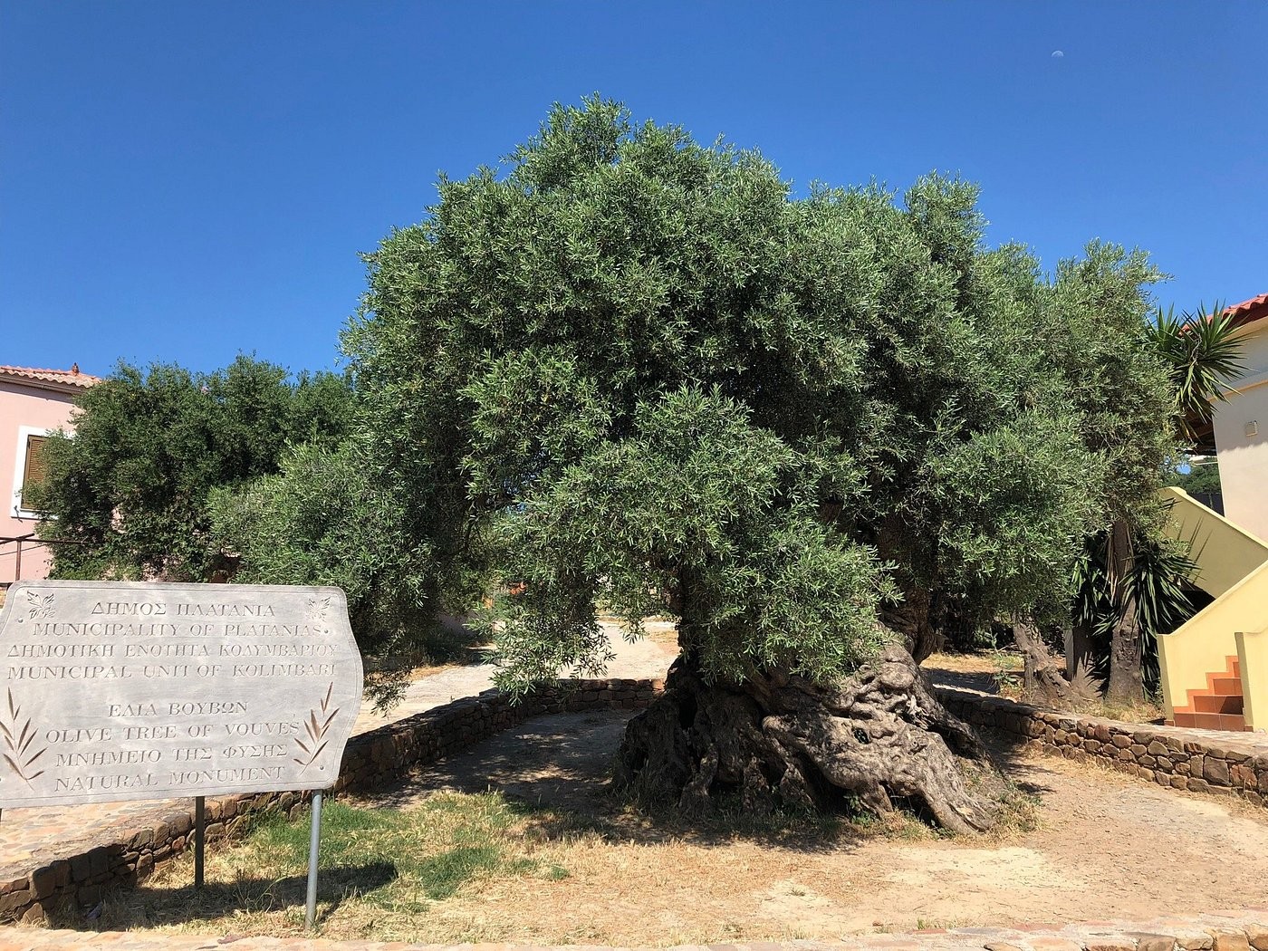 Gazing at a 5,000-year-old olive tree in Greece