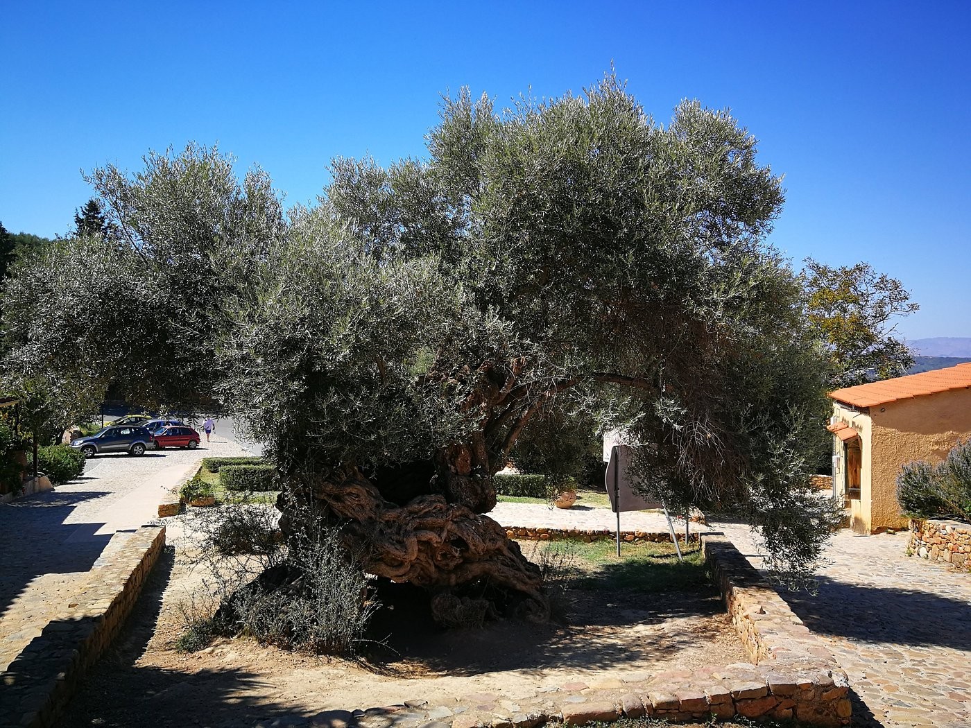 Gazing at a 5,000-year-old olive tree in Greece