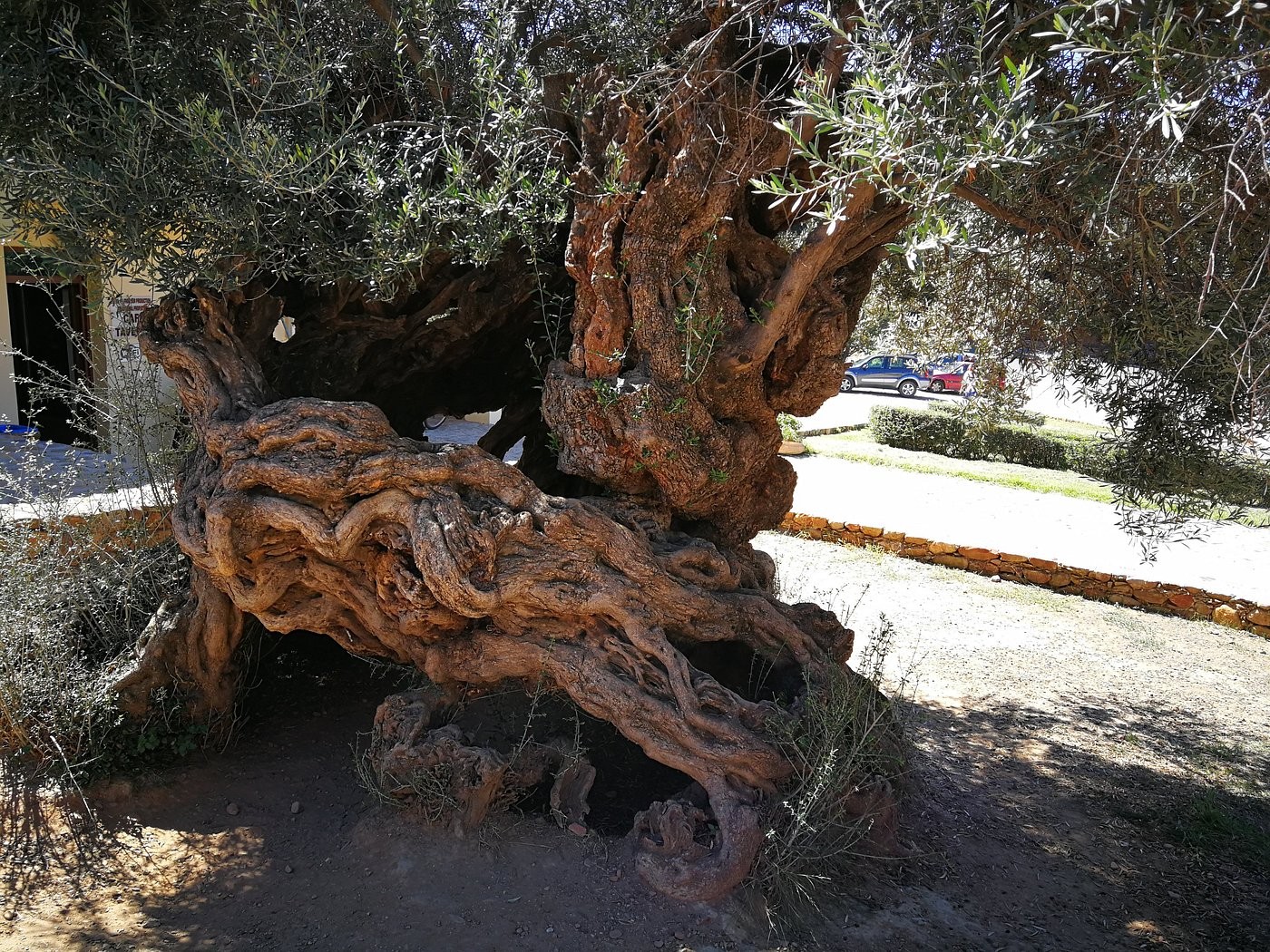 Gazing at a 5,000-year-old olive tree in Greece